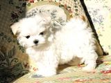 Maltesse Terrier Cinsi Güzel Yavrular 