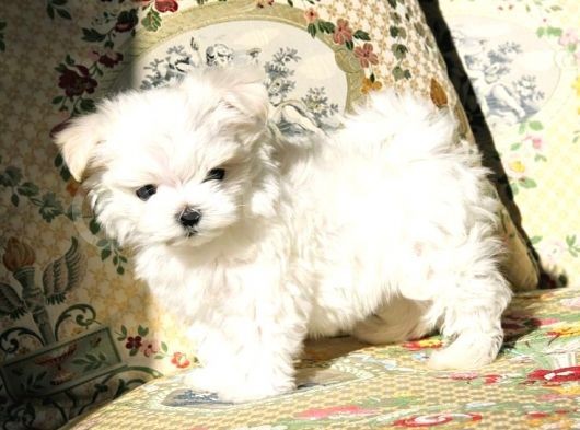 Maltesse Terrier Cinsi Güzel Yavrular 