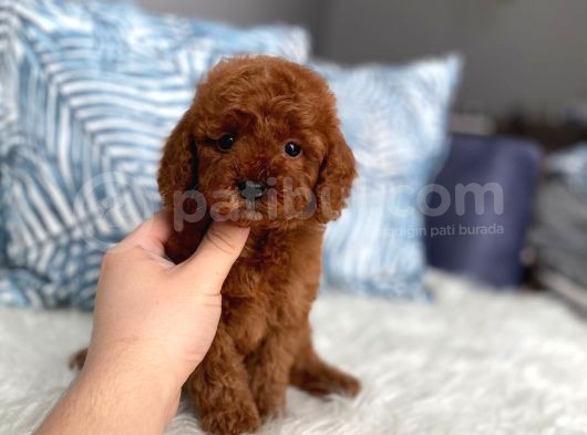 Red Brown Toy Poodle Yavrum görsel