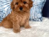 Üst Kali̇te Poodle Ayarinda Malti̇poo Yavru