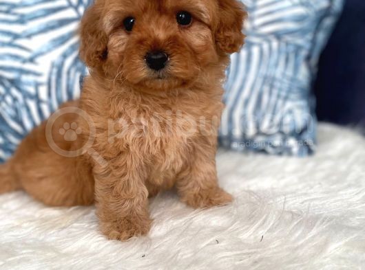 Üst Kali̇te Poodle Ayarinda Malti̇poo Yavru görsel