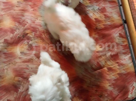 Irk Ve Sağlık Garantili Maltese Terrier görsel
