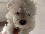 Irk ve sağlık garantili maltese terrier