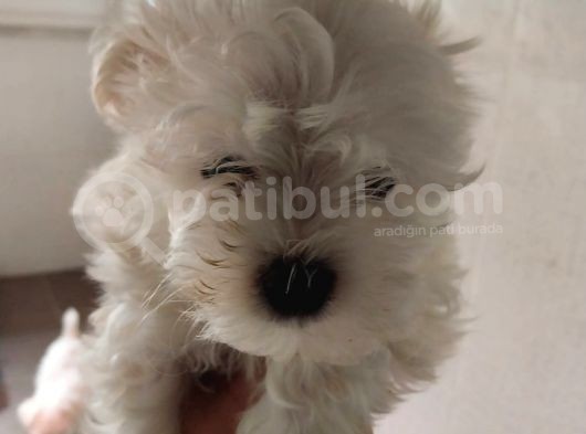 Irk Ve Sağlık Garantili Maltese Terrier