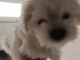 Irk Ve Sağlık Garantili Maltese Terrier