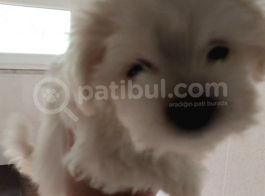 Irk Ve Sağlık Garantili Maltese Terrier görsel