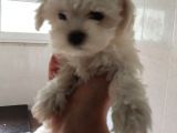 Irk Ve Sağlık Garantili Maltese Terrier