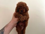 Mini boy dark brown poodle yavrular 