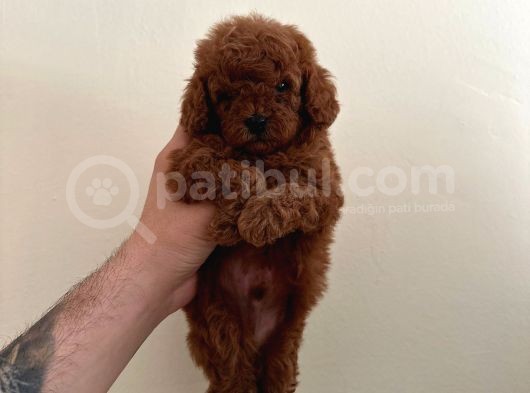 Mini Boy Dark Brown Poodle Yavrular 