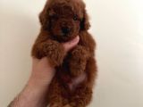 Mini Boy Dark Brown Poodle Yavrular 
