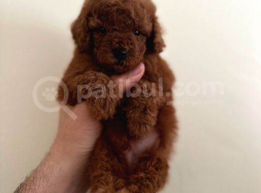 Mini Boy Dark Brown Poodle Yavrular  görsel