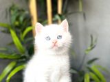 EMSALSİZ GÜZELLİKTE BRİTİSH SHORTHAİR YAVRULARIMIZ