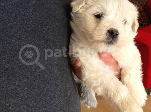 Ev Doğumu Maltipoo Bebeğimiz görsel