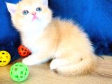 A Kalite Bri̇ti̇sh Shorthai̇r Golden  Yavrular