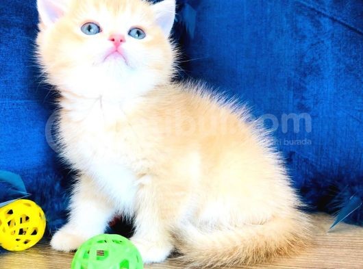 A Kalite Bri̇ti̇sh Shorthai̇r Golden  Yavrular görsel