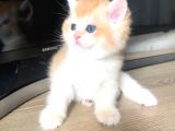 A kalite BRİTİSH SHORTHAİR GOLDEN  yavrular