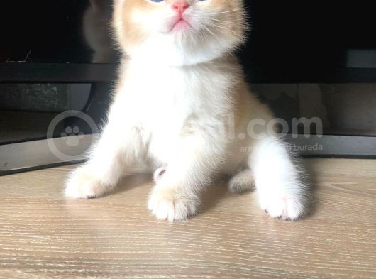 A Kalite Bri̇ti̇sh Shorthai̇r Golden  Yavrular görsel