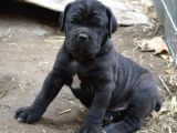 Göz Alıcı Siyah Cane Corso Yavrularım