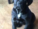 Göz Alıcı Siyah Cane Corso Yavrularım