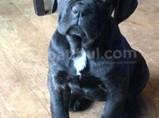 Göz Alıcı Siyah Cane Corso Yavrularım görsel