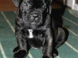 Göz Alıcı siyah cane corso Yavrularım