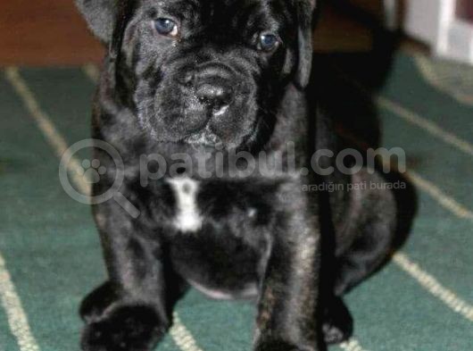 Göz Alıcı Siyah Cane Corso Yavrularım