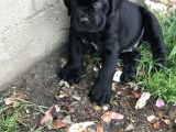 Göz Alıcı Siyah Cane Corso Yavrularım