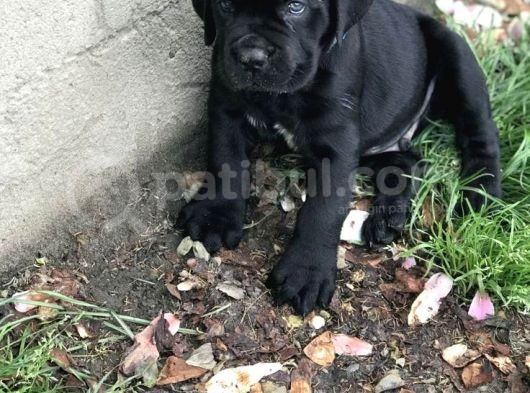 Göz Alıcı Siyah Cane Corso Yavrularım görsel