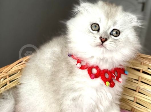Uyguna Silver Shaded Erkek Pofuduk Bebemiz görsel