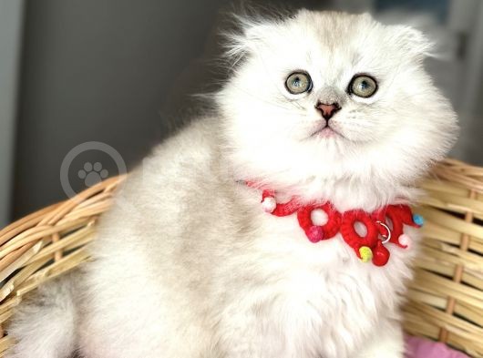 Uyguna Silver Shaded Erkek Pofuduk Bebemiz