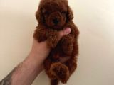 Mini Boy Dark Brown Poodle Yavrular 
