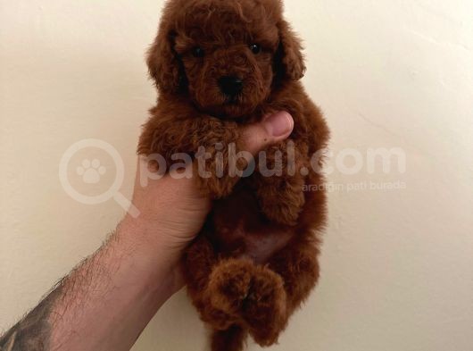 Mini Boy Dark Brown Poodle Yavrular  görsel
