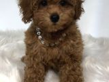 TOOY POODLE YAVRUMUZ 0 TEACUP 