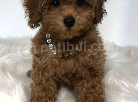 Tooy Poodle Yavrumuz 0 Teacup 
