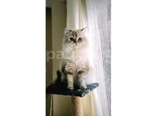 2 Aylikdünya Tatlisi Bri̇ti̇sh Longhai̇r Yavrularim görsel