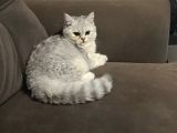 British Shorthair Gri Beyaz