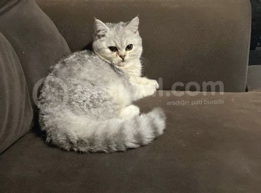 British Shorthair Gri Beyaz görsel