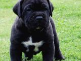 Care Corsa Black Safkan Yavrularım A KALİTE