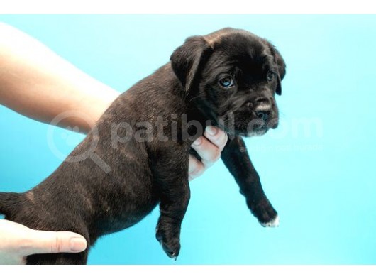 Asaletten Yıkılan Cane Corso Yasvrularım görsel