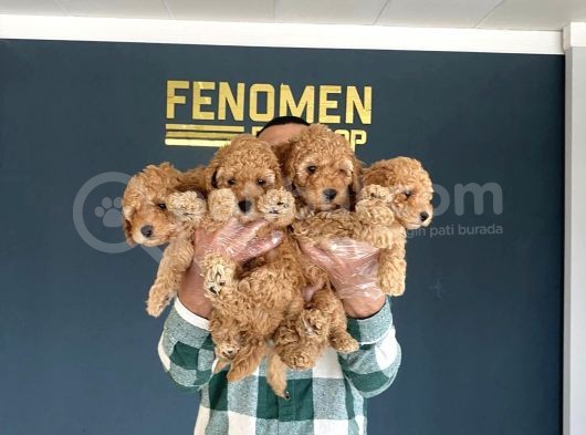 Show Kali̇te Toy Poodle Yavrulari Fenomen Pets Ankara görsel