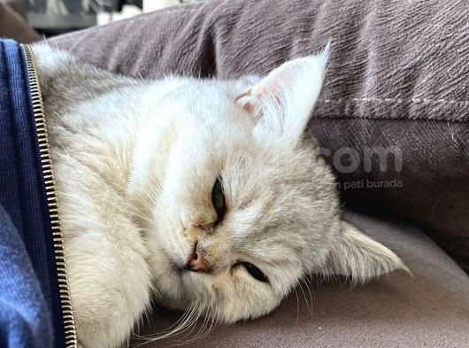 British Shorthair Gri Beyaz görsel