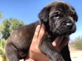 asaletten yıkılan Cane Corso Yasvrularım