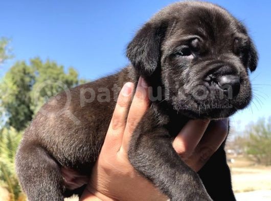 Asaletten Yıkılan Cane Corso Yasvrularım