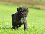 Care Corsa Black Safkan Yavrularım A Kali̇te