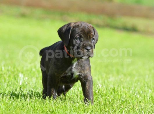 Care Corsa Black Safkan Yavrularım A Kali̇te görsel