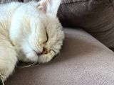 British Shorthair Gri Beyaz