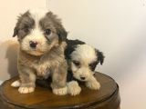 A Kalite Morkie Bebeklerimiz