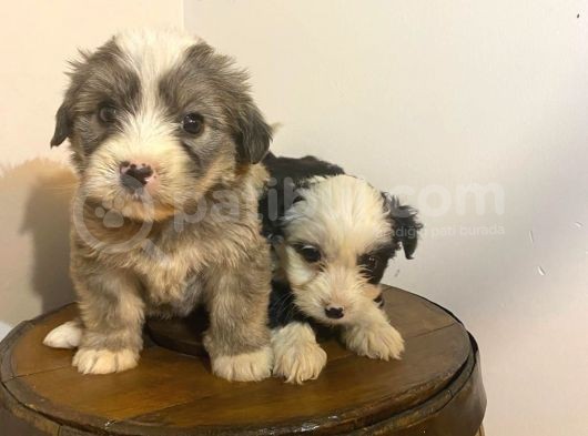 A Kalite Morkie Bebeklerimiz görsel