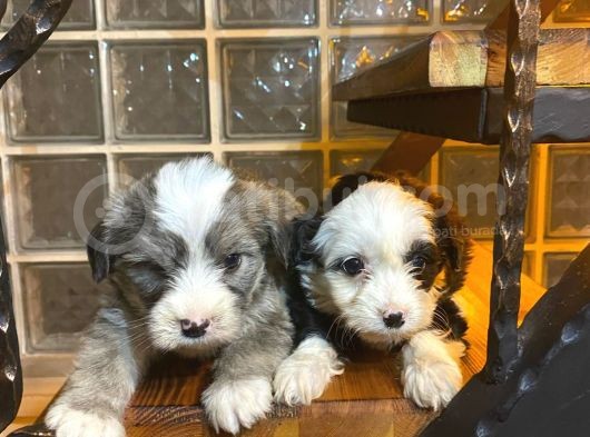 A Kalite Morkie Bebeklerimiz görsel