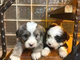 a kalite morkie bebeklerimiz